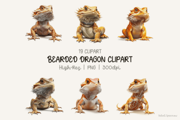 Bearded Dragon Clipart for Creators